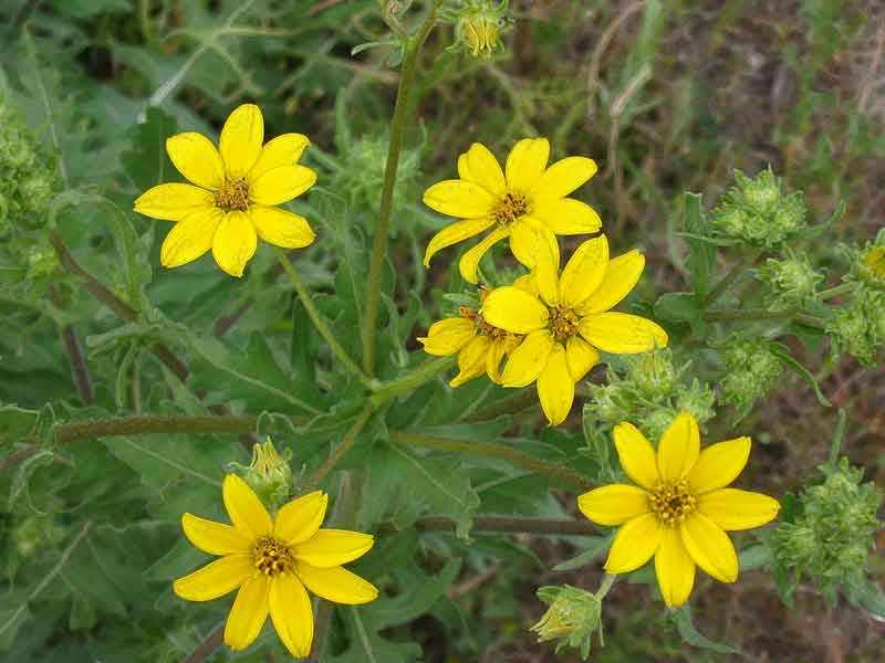 Engelmann Daisy for Warm Season Food Plots