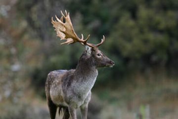 Fallow Buck