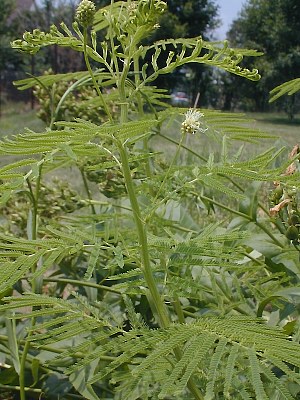 Illinois Bundleflower for Summer Plots