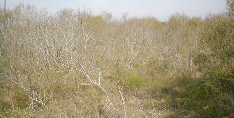 Thick Regrowth Mesquite