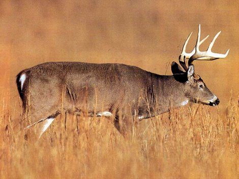 Aging Deer On The Hoof Chart