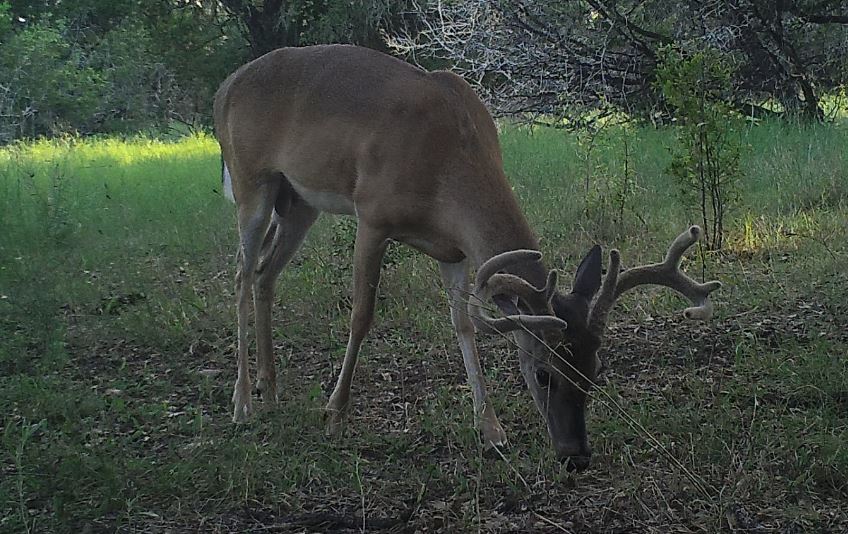 Culling Whitetail Bucks