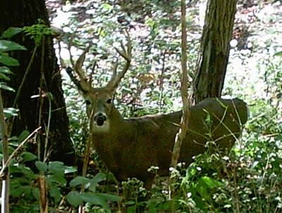 Deer Habitat Should Provide Deer Foods