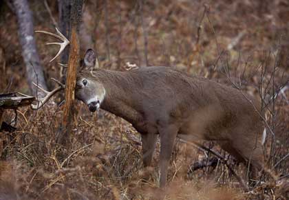 Find a Hunting Lease in Texas