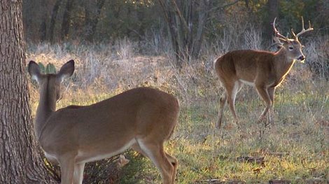 Deer Movement: Timing and Patterns During Hunting Season