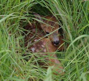 Fawns need good habitat