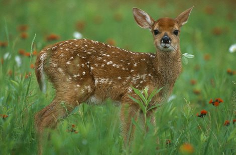 Deer Habitat Important for Fawn Production