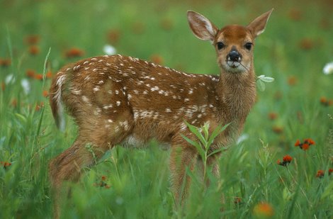 Fawns need good habitat