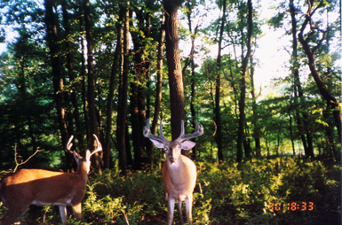 Using Game Cameras to Survey White-tailed Deer