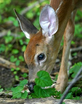 What exactly do deer eat?
