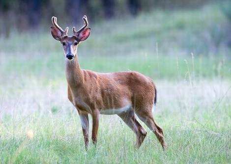 Antler development in white-tailed deer antlers by stage.