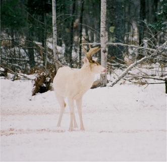 Albino white-tailed buck deer