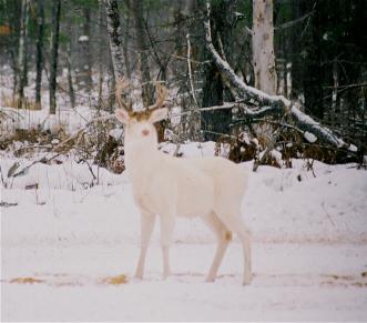 Albino white-tailed buck deer