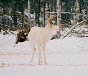 Albino white-tailed buck deer