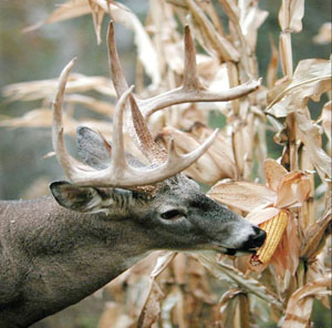 White-tailed Deer Are Expensive!