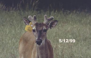 July brings peak of buck deer antler growth cycle, News
