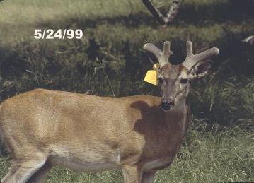 Whitetail Antler Growth by Month