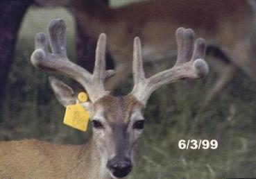 Antler Growth Photos by Stage