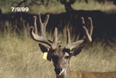 Deer Antler Growth