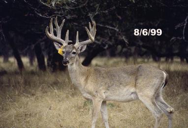 Improve Antler Growth in Whitetail Bucks