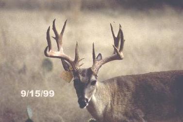 Older Bucks Grow Larger Antlers