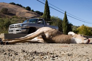 Deer hit by a vehicle