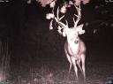 Great game camera photos