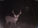 Great game camera photos