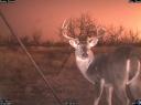 Great game camera photos