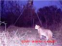 Great game camera photos