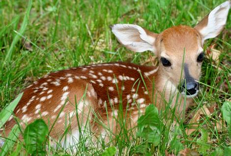 White-tailed Deer Fawns