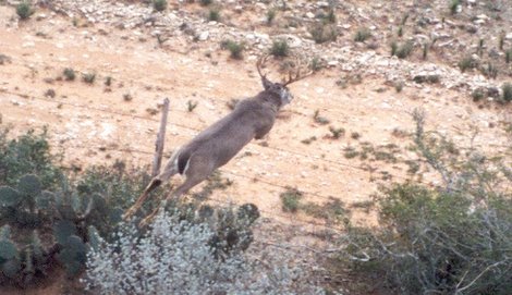 Conducting Aerial Surveys for White-tailed Deer