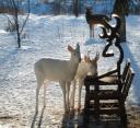 Two albino deer captured at a feeder in these photos