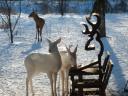 Two albino deer captured at a feeder in these photos
