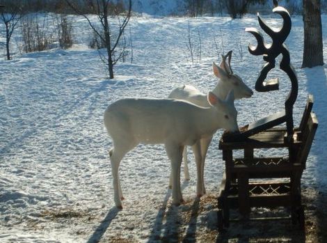 Two albino deer captured at a feeder in these photos