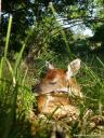 A white-tailed fawn sleeping in grassy habitat