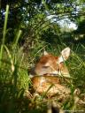 A white-tailed fawn sleeping in grassy habitat