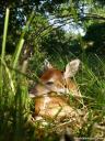 A white-tailed fawn sleeping in grassy habitat