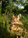 A white-tailed fawn sleeping in grassy habitat