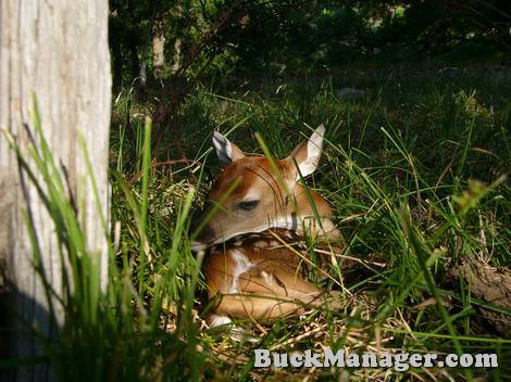 A white-tailed fawn sleeping in grassy habitat