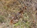 Fawns may appear abandoned, but they are not