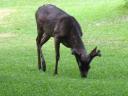 Melanistic white-tailed deer