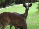 Melanistic white-tailed deer