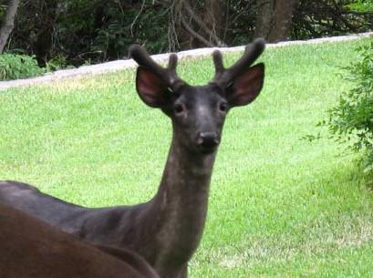 Melanistic Buck Spotted in Austin, Texas