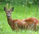 Roe Deer Buck