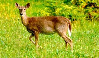 Movement and Survival of Translocated Deer