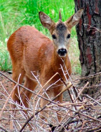 Unicorn Deer Found in Italy