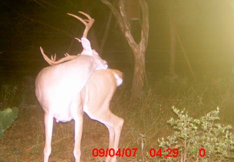 Trail Camera Tips for Deer Hunting