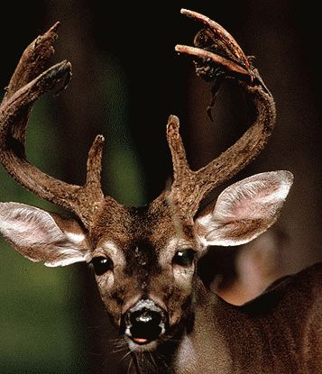 Texas Public Hunt Applications are Online