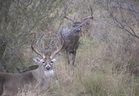 Deer Density and Supplemental Feeding